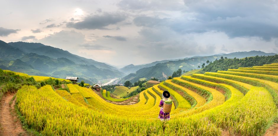 Panorama back view of distant anonymous worker with basket standing in grassy tea field against hills during harvesting season in countryside