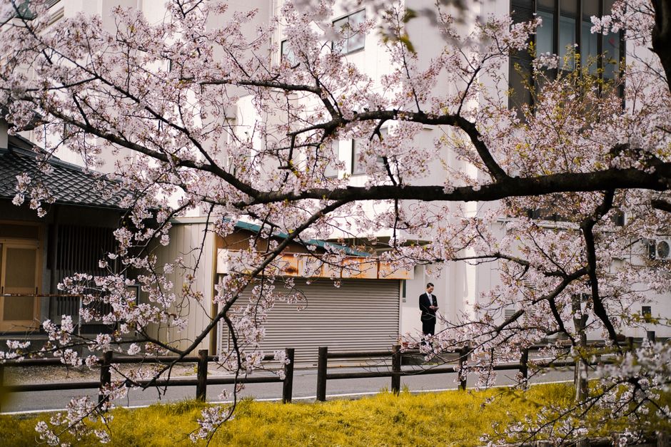 Cherry blossom tree framing a peaceful street in Japan, capturing spring beauty.