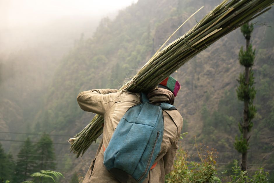 A person hiking in a misty Nepalese mountain carrying bamboo. Scenic and rural setting.