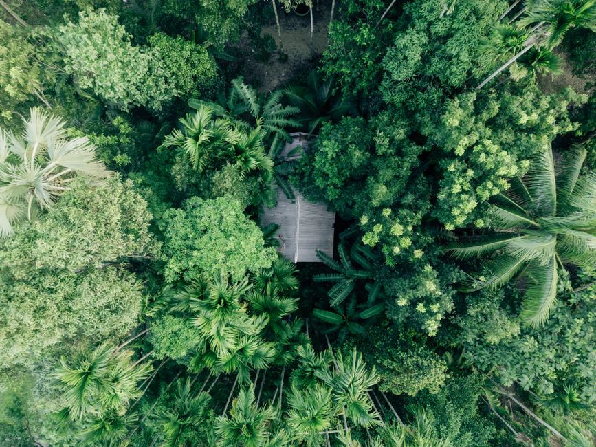 Aerial shot of green tropical jungle from above, revealing a hidden house.