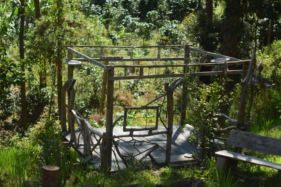 A rustic wooden pergola amidst dense green forest in a serene outdoor setting.