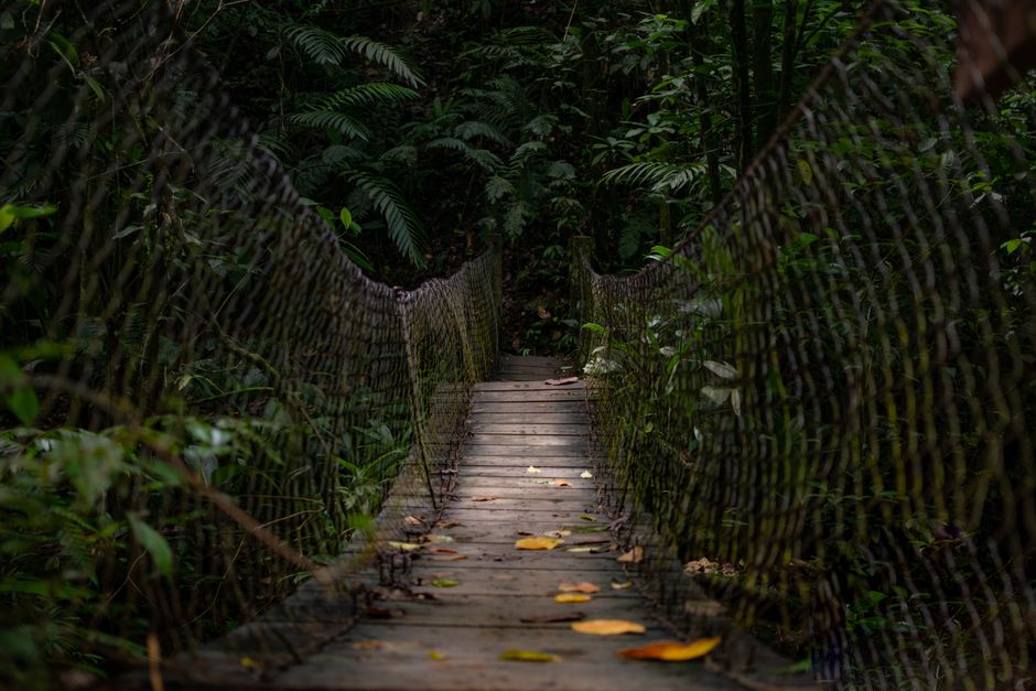 Enchanting wooden bridge winding through dense, lush forest greenery.