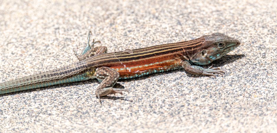 Close-up of a colorful lizard basking in sunlight on a textured surface in Costa Rica.