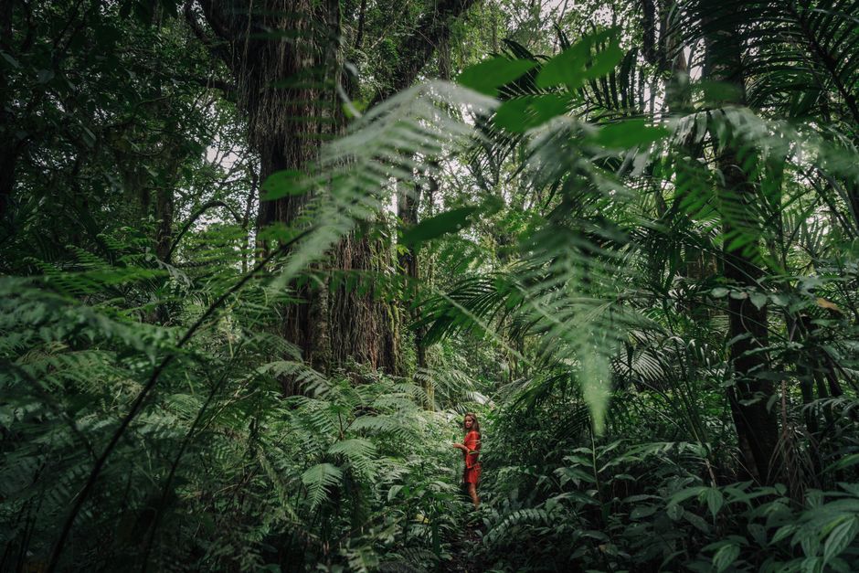 A woman in a red dress explores a lush tropical jungle, surrounded by dense green foliage and towering trees.